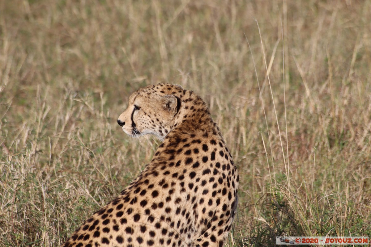 Masai Mara - Cheetha (Guepard)
Mots-clés: geo:lat=-1.58101456 geo:lon=35.14821941 geotagged Keekorok KEN Kenya Narok Masai Mara animals guepard