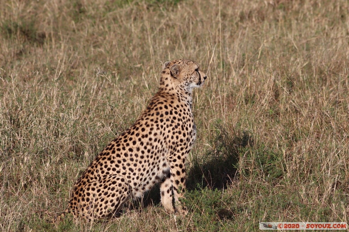 Masai Mara - Cheetha (Guepard)
Mots-clés: geo:lat=-1.58101456 geo:lon=35.14821941 geotagged Keekorok KEN Kenya Narok Masai Mara animals guepard