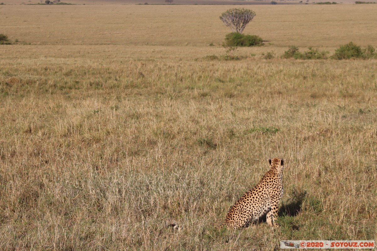Masai Mara - Cheetha (Guepard)
Mots-clés: geo:lat=-1.58101456 geo:lon=35.14821941 geotagged Keekorok KEN Kenya Narok Masai Mara animals guepard