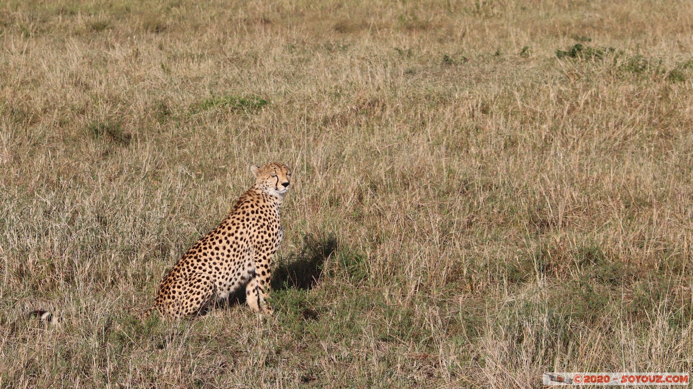 Masai Mara - Cheetha (Guepard)
Mots-clés: geo:lat=-1.58101456 geo:lon=35.14821941 geotagged Keekorok KEN Kenya Narok Masai Mara animals guepard