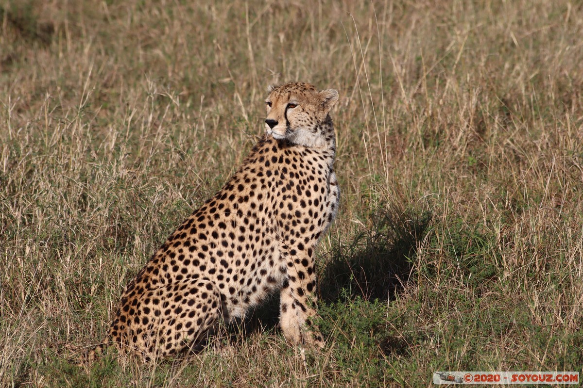 Masai Mara - Cheetha (Guepard)
Mots-clés: geo:lat=-1.58101456 geo:lon=35.14821941 geotagged Keekorok KEN Kenya Narok Masai Mara animals guepard