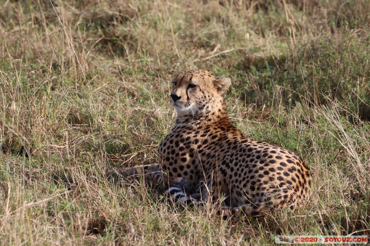 Masai Mara - Cheetha (Guepard)
Mots-clés: geo:lat=-1.58101456 geo:lon=35.14821941 geotagged Keekorok KEN Kenya Narok Masai Mara animals guepard