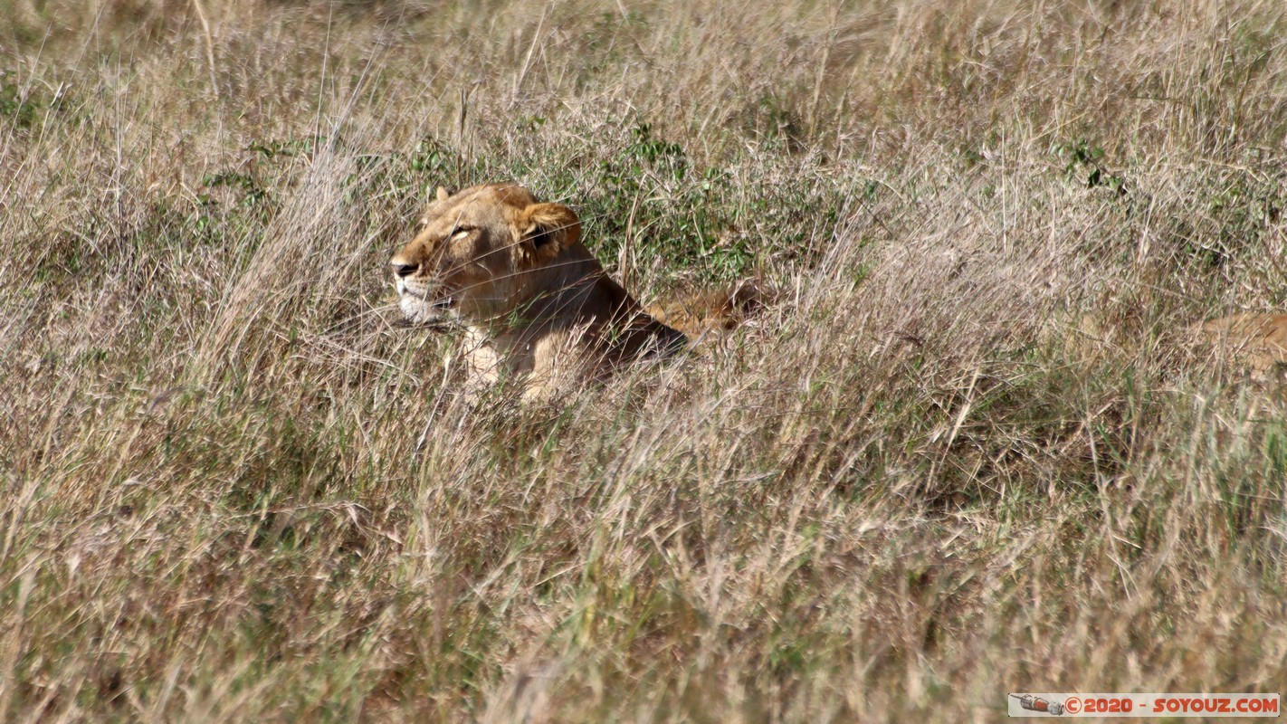 Masai Mara - Lion (Simba)
Mots-clés: geo:lat=-1.56899989 geo:lon=35.12723137 geotagged Keekorok KEN Kenya Narok Masai Mara animals Lion