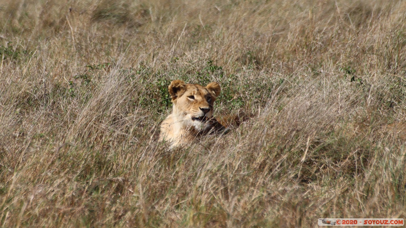 Masai Mara - Lion (Simba)
Mots-clés: geo:lat=-1.56899989 geo:lon=35.12723137 geotagged Keekorok KEN Kenya Narok Masai Mara animals Lion