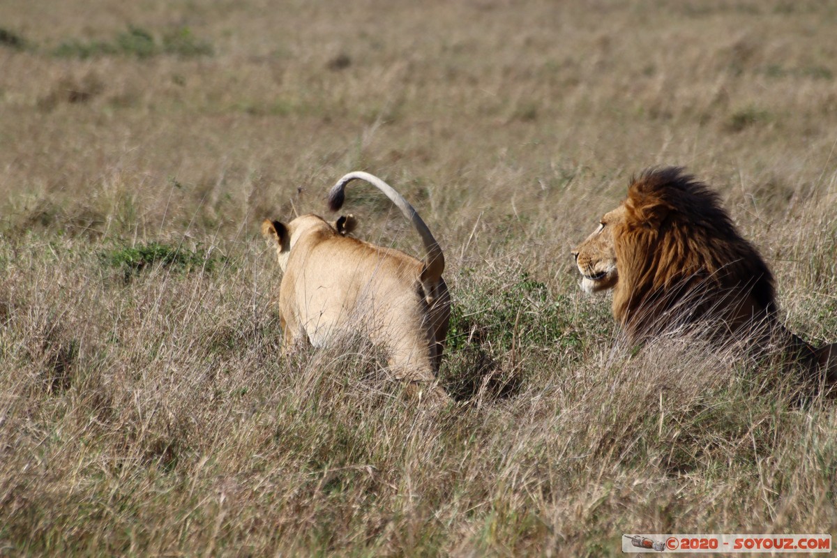 Masai Mara - Lion (Simba)
Mots-clés: geo:lat=-1.56899989 geo:lon=35.12723137 geotagged Keekorok KEN Kenya Narok Masai Mara animals Lion