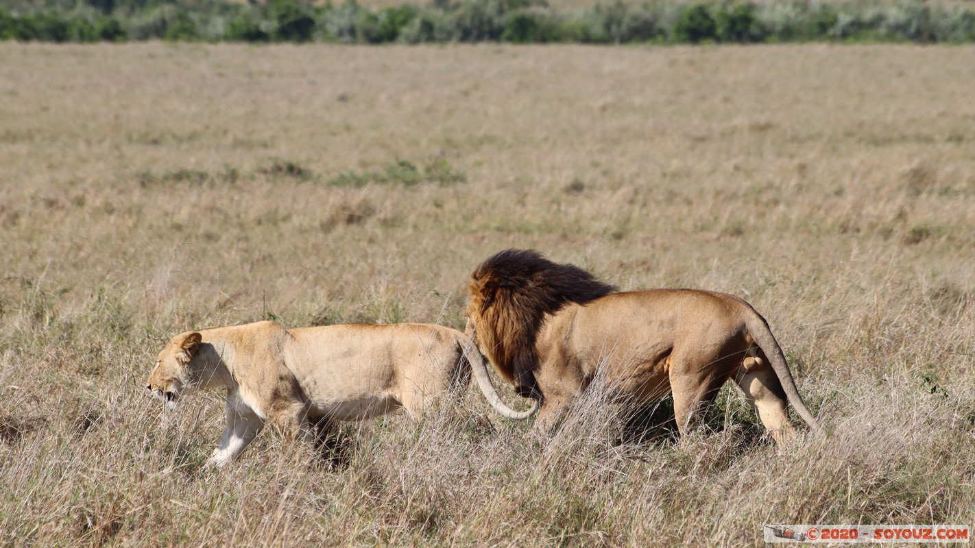 Masai Mara - Lion (Simba)
Mots-clés: geo:lat=-1.56899989 geo:lon=35.12723137 geotagged Keekorok KEN Kenya Narok Masai Mara animals Lion