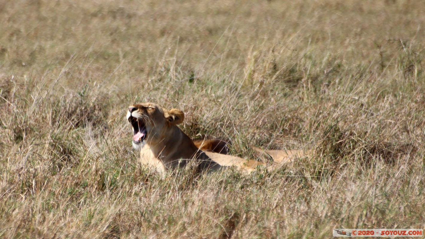 Masai Mara - Lion (Simba)
Mots-clés: geo:lat=-1.56899989 geo:lon=35.12723137 geotagged Keekorok KEN Kenya Narok Masai Mara animals Lion