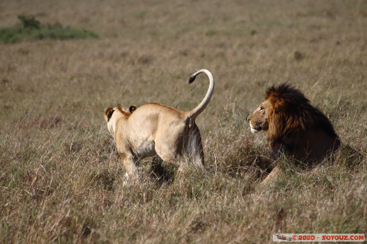 Masai Mara - Lion (Simba)
Mots-clés: geo:lat=-1.56899989 geo:lon=35.12723137 geotagged Keekorok KEN Kenya Narok Masai Mara animals Lion