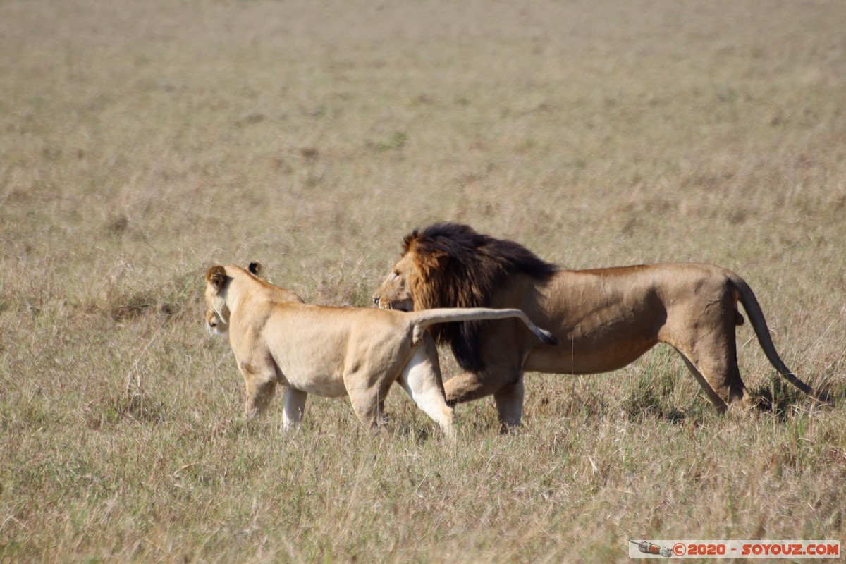 Masai Mara - Lion (Simba)
Mots-clés: geo:lat=-1.56899989 geo:lon=35.12723137 geotagged Keekorok KEN Kenya Narok Masai Mara animals Lion