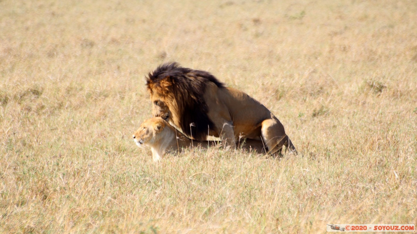 Masai Mara - Lion (Simba)
Mots-clés: geo:lat=-1.56899989 geo:lon=35.12723137 geotagged Keekorok KEN Kenya Narok Masai Mara animals Lion