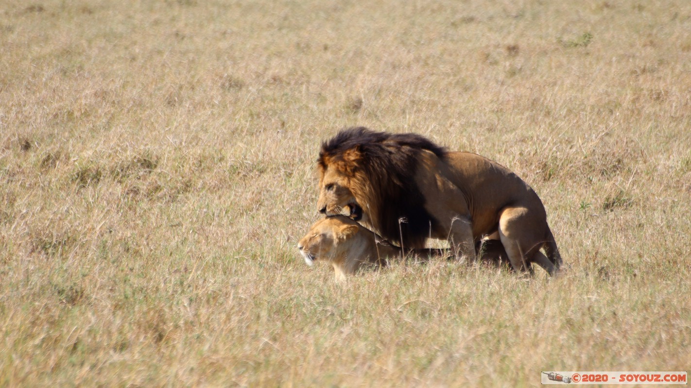 Masai Mara - Lion (Simba)
Mots-clés: geo:lat=-1.56899989 geo:lon=35.12723137 geotagged Keekorok KEN Kenya Narok Masai Mara animals Lion