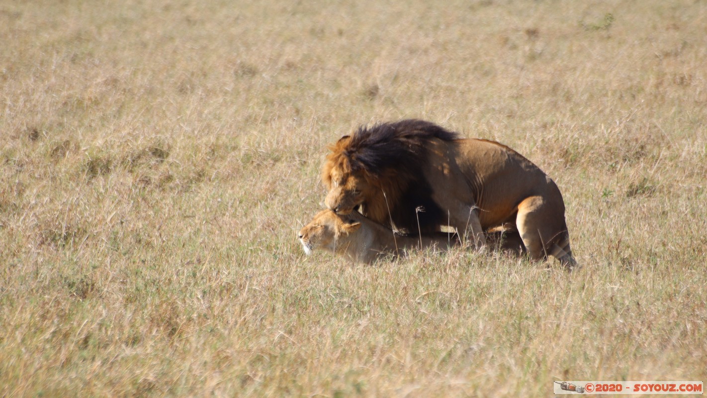 Masai Mara - Lion (Simba)
Mots-clés: geo:lat=-1.56899989 geo:lon=35.12723137 geotagged Keekorok KEN Kenya Narok Masai Mara animals Lion