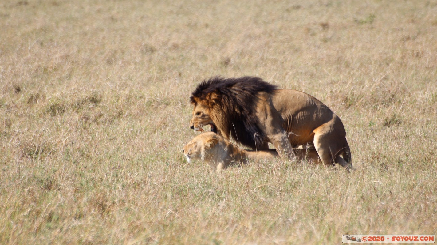 Masai Mara - Lion (Simba)
Mots-clés: geo:lat=-1.56899989 geo:lon=35.12723137 geotagged Keekorok KEN Kenya Narok Masai Mara animals Lion