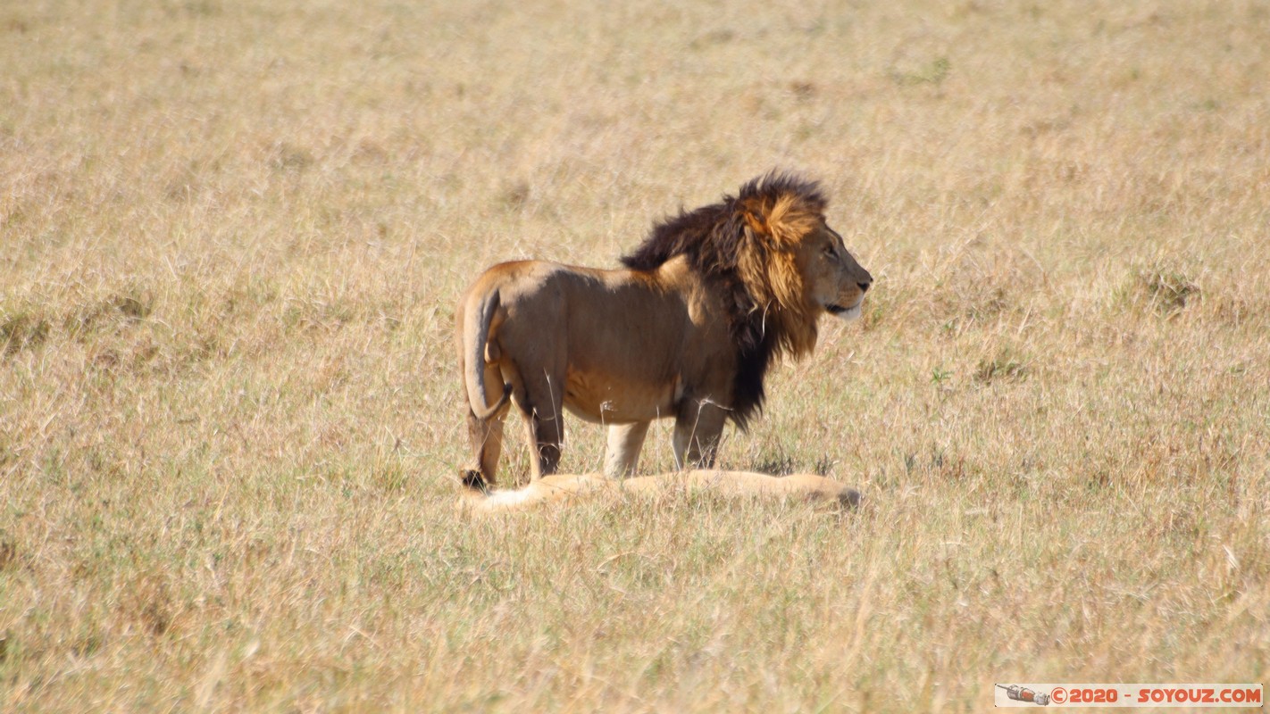 Masai Mara - Lion (Simba)
Mots-clés: geo:lat=-1.56899989 geo:lon=35.12723137 geotagged Keekorok KEN Kenya Narok Masai Mara animals Lion