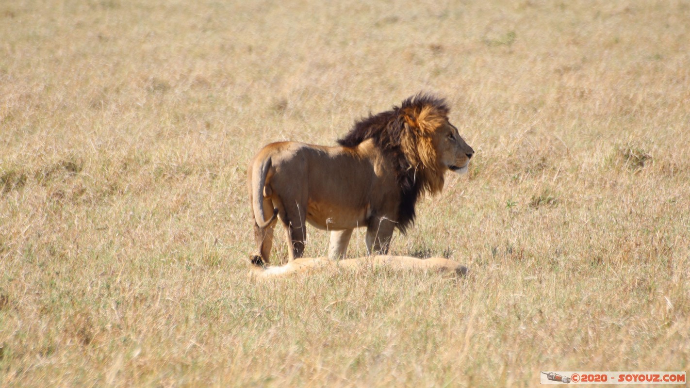 Masai Mara - Lion (Simba)
Mots-clés: geo:lat=-1.56899989 geo:lon=35.12723137 geotagged Keekorok KEN Kenya Narok Masai Mara animals Lion