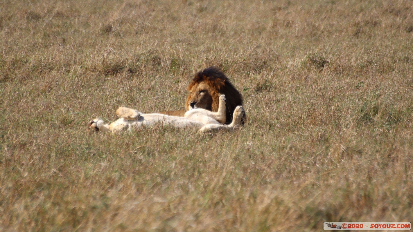 Masai Mara - Lion (Simba)
Mots-clés: geo:lat=-1.56899989 geo:lon=35.12723137 geotagged Keekorok KEN Kenya Narok Masai Mara animals Lion