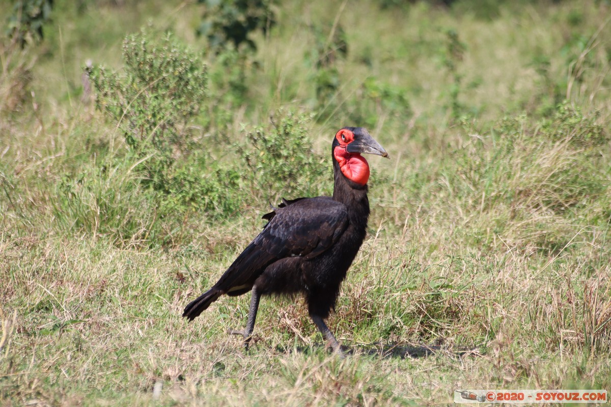 Masai Mara - Southern ground hornbill
Mots-clés: geo:lat=-1.57338052 geo:lon=35.15736526 geotagged Keekorok KEN Kenya Narok Masai Mara animals oiseau Southern ground hornbill Calao