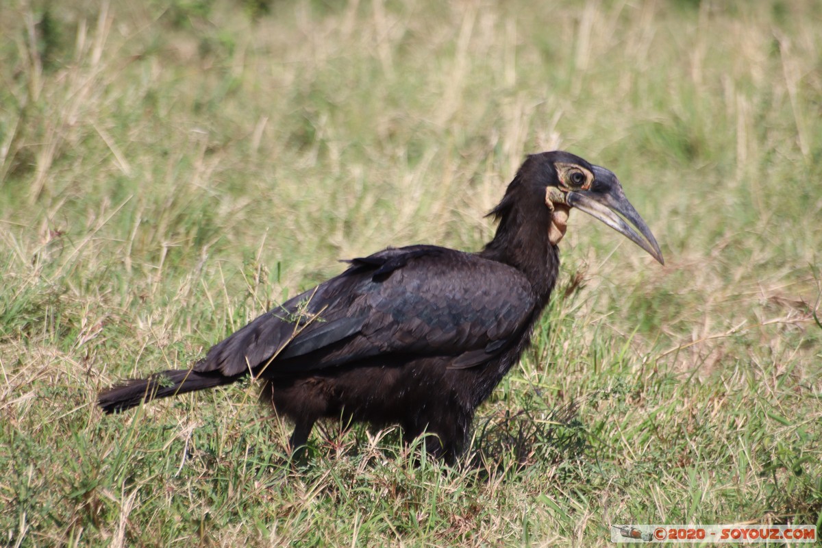 Masai Mara - Southern ground hornbill
Mots-clés: geo:lat=-1.57338052 geo:lon=35.15736526 geotagged Keekorok KEN Kenya Narok Masai Mara animals oiseau Southern ground hornbill Calao