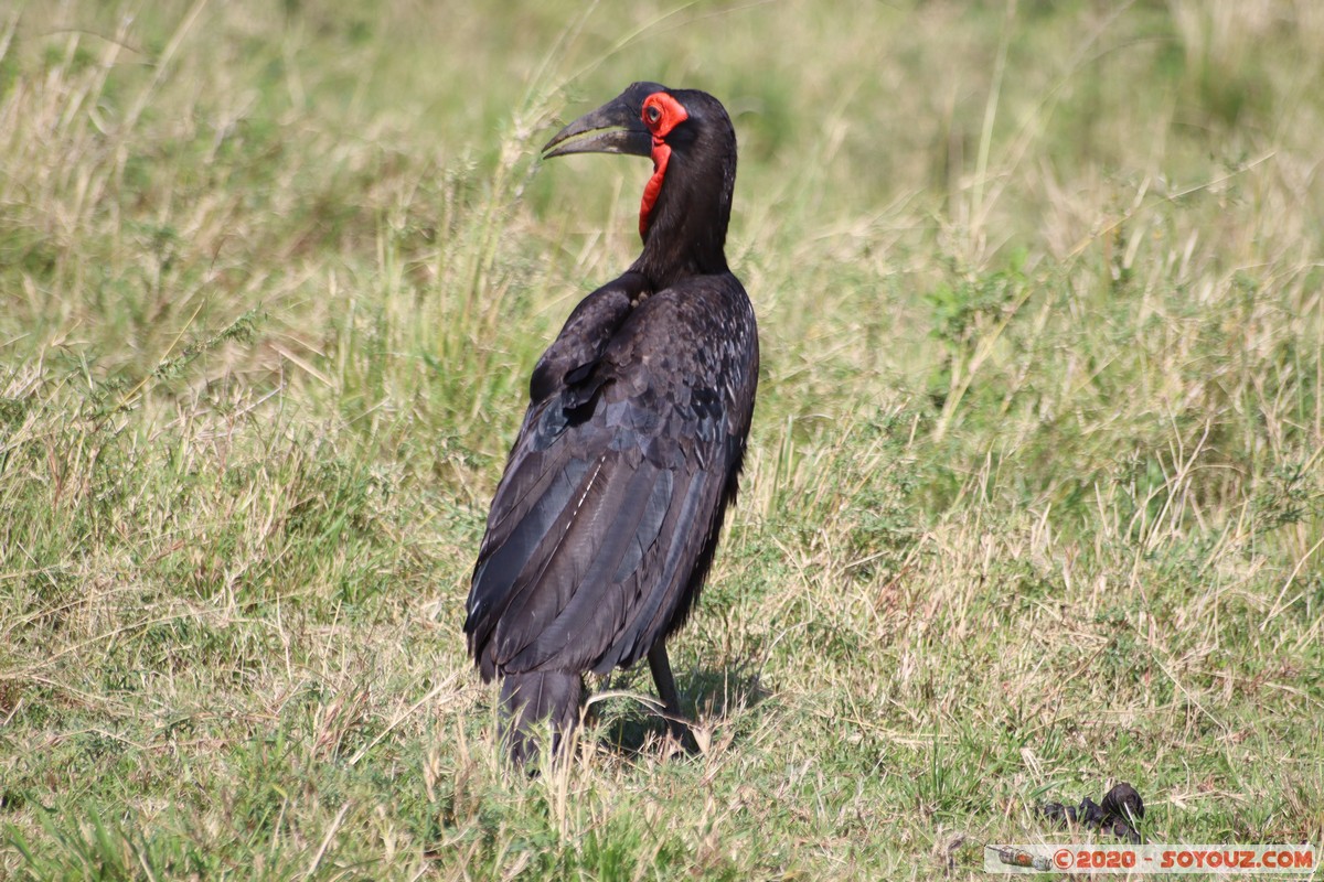 Masai Mara - Southern ground hornbill
Mots-clés: geo:lat=-1.57338052 geo:lon=35.15736526 geotagged Keekorok KEN Kenya Narok Masai Mara animals oiseau Southern ground hornbill Calao