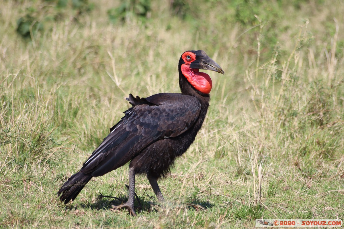 Masai Mara - Southern ground hornbill
Mots-clés: geo:lat=-1.57338052 geo:lon=35.15736526 geotagged Keekorok KEN Kenya Narok Masai Mara animals oiseau Southern ground hornbill Calao