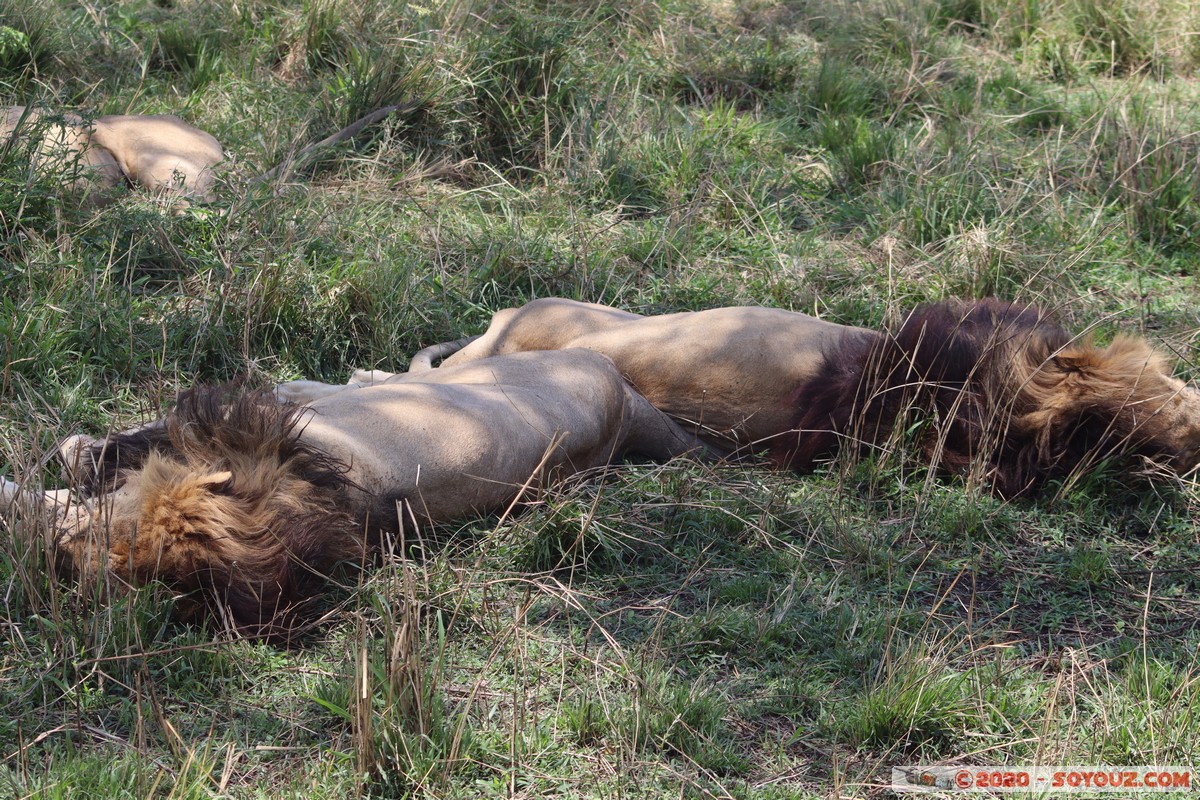 Masai Mara - Lion (Simba)
Mots-clés: geo:lat=-1.48069595 geo:lon=35.06792238 geotagged KEN Kenya Narok Ol Kiombo Masai Mara animals Lion