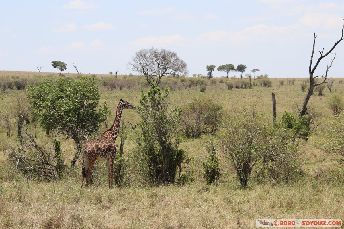 Masai Mara - Giraffe
Mots-clés: geo:lat=-1.50800210 geo:lon=35.05520117 geotagged KEN Kenya Narok Ol Kiombo Masai Mara animals Giraffe Masai Giraffe