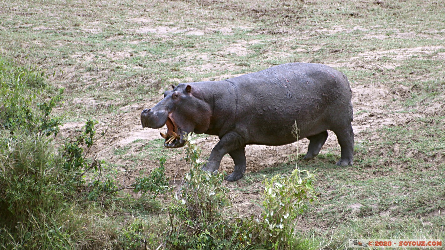 Masai Mara - Hippopotamus
Mots-clés: geo:lat=-1.50196743 geo:lon=35.02617817 geotagged KEN Kenya Narok Ol Kiombo Masai Mara animals hippopotame Mara river Riviere