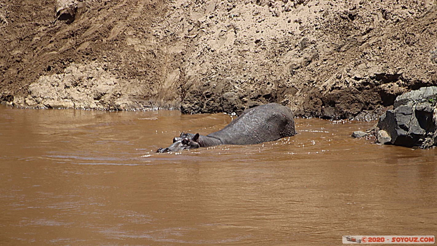 Masai Mara - Hippopotamus
Mots-clés: geo:lat=-1.50196743 geo:lon=35.02617817 geotagged KEN Kenya Narok Ol Kiombo Masai Mara animals hippopotame Mara river Riviere