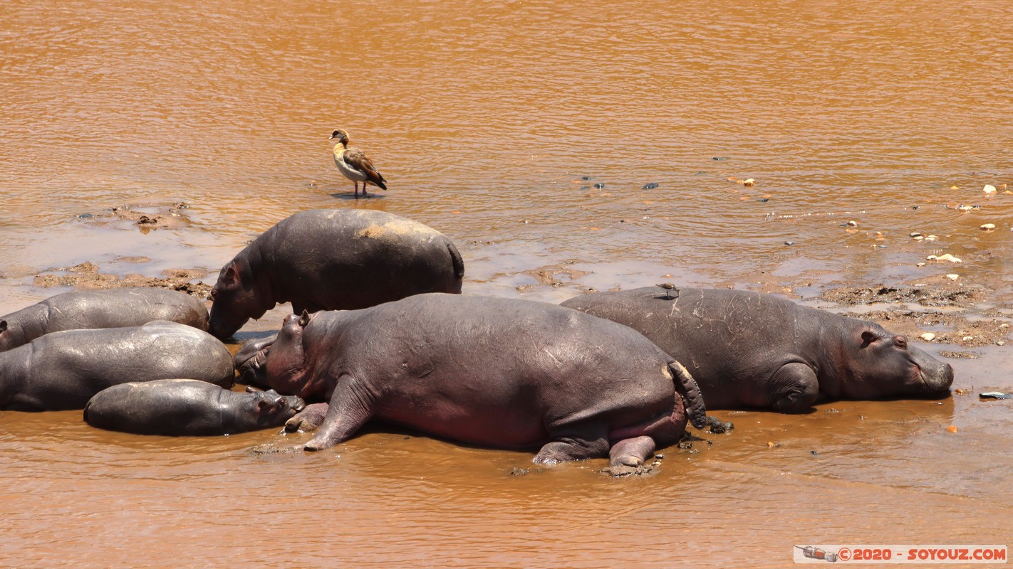 Masai Mara - Hippopotamus
Mots-clés: geo:lat=-1.50196743 geo:lon=35.02617817 geotagged KEN Kenya Narok Ol Kiombo Masai Mara animals hippopotame Mara river Riviere