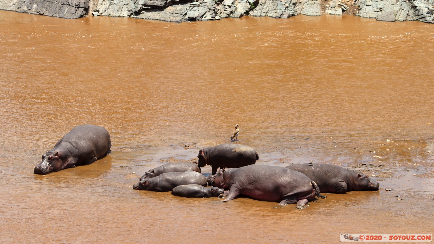 Masai Mara - Hippopotamus
Mots-clés: geo:lat=-1.50196743 geo:lon=35.02617817 geotagged KEN Kenya Narok Ol Kiombo Masai Mara animals hippopotame Mara river Riviere