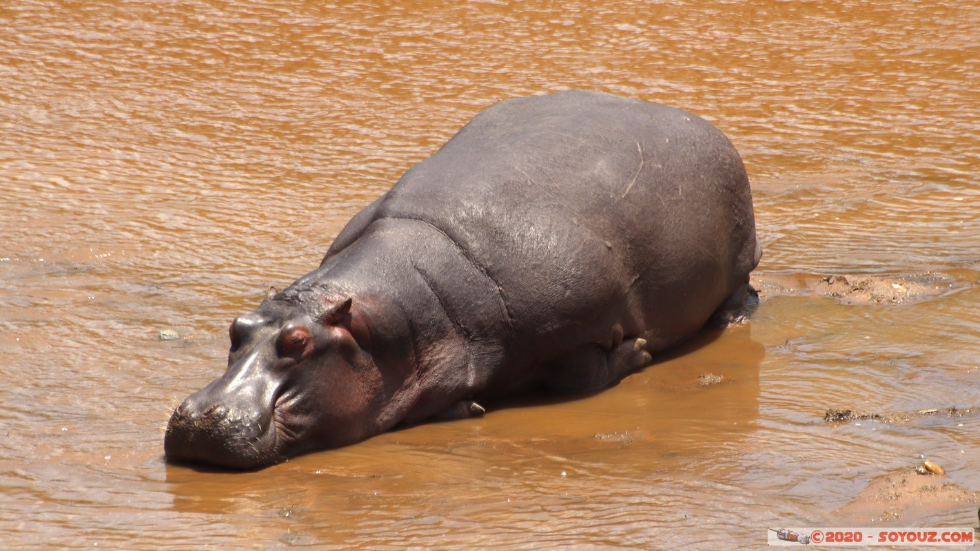 Masai Mara - Hippopotamus
Mots-clés: geo:lat=-1.50196743 geo:lon=35.02617817 geotagged KEN Kenya Narok Ol Kiombo Masai Mara animals hippopotame Mara river Riviere