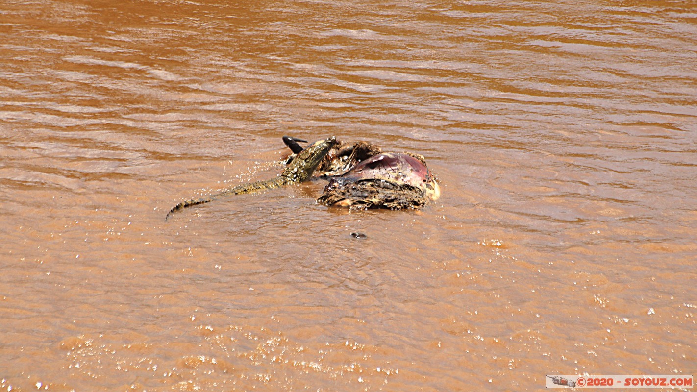 Masai Mara - Crocodile
Mots-clés: geo:lat=-1.50196743 geo:lon=35.02617817 geotagged KEN Kenya Narok Ol Kiombo Masai Mara crocodile Mara river Riviere