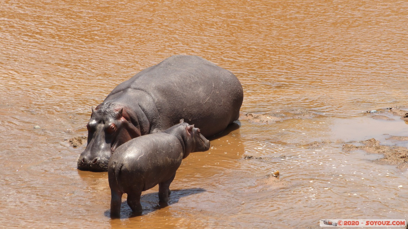 Masai Mara - Hippopotamus
Mots-clés: geo:lat=-1.50196743 geo:lon=35.02617817 geotagged KEN Kenya Narok Ol Kiombo Masai Mara animals hippopotame Mara river Riviere