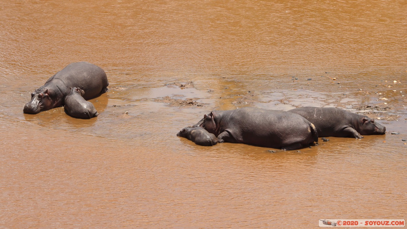 Masai Mara - Hippopotamus
Mots-clés: geo:lat=-1.50196743 geo:lon=35.02617817 geotagged KEN Kenya Narok Ol Kiombo Masai Mara animals hippopotame Mara river Riviere