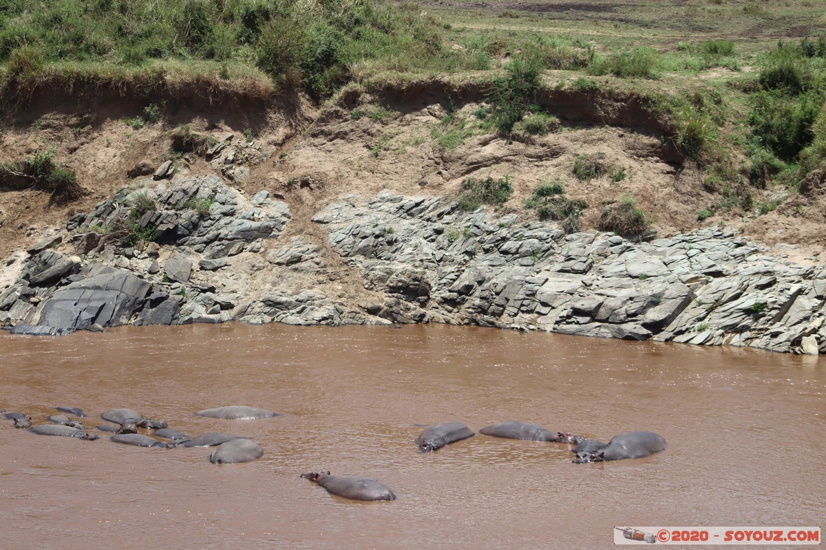 Masai Mara - Hippopotamus
Mots-clés: geo:lat=-1.50196743 geo:lon=35.02617817 geotagged KEN Kenya Narok Ol Kiombo Masai Mara Mara river Riviere animals hippopotame