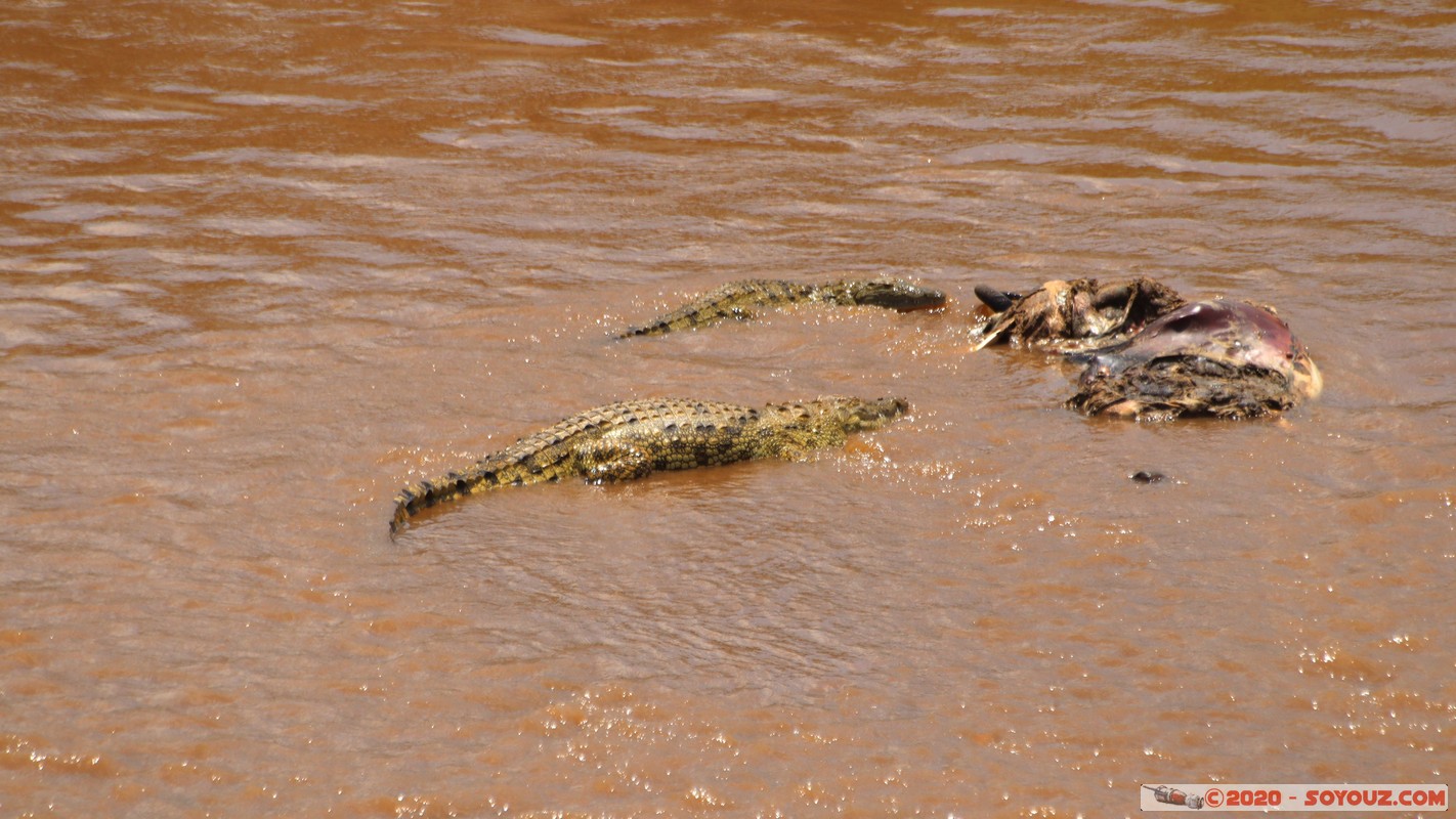 Masai Mara - Crocodile
Mots-clés: geo:lat=-1.50196743 geo:lon=35.02617817 geotagged KEN Kenya Narok Ol Kiombo Masai Mara crocodile Mara river Riviere