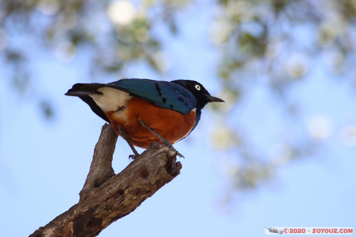 Masai Mara - Superb Starling Bird
Mots-clés: geo:lat=-1.51902173 geo:lon=35.03893405 geotagged KEN Kenya Narok Ol Kiombo Masai Mara Superb Starling Bird animals oiseau