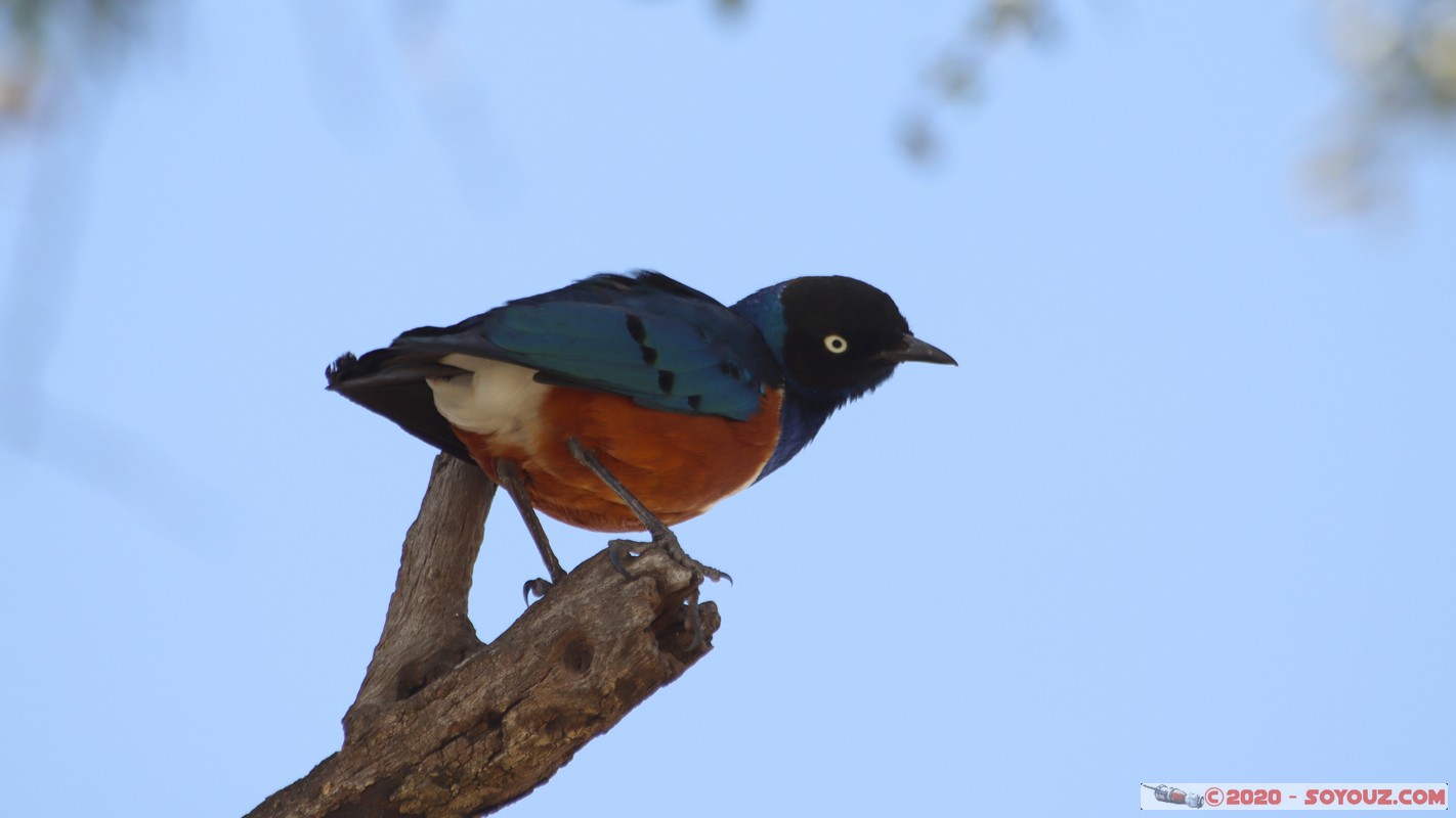 Masai Mara - Superb Starling Bird
Mots-clés: geo:lat=-1.51902173 geo:lon=35.03893405 geotagged KEN Kenya Narok Ol Kiombo Masai Mara Superb Starling Bird animals oiseau