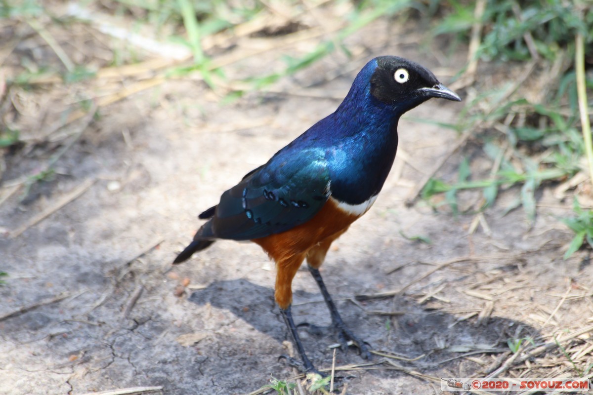 Masai Mara - Superb Starling Bird
Mots-clés: geo:lat=-1.51902173 geo:lon=35.03893405 geotagged KEN Kenya Narok Ol Kiombo Masai Mara Superb Starling Bird animals oiseau