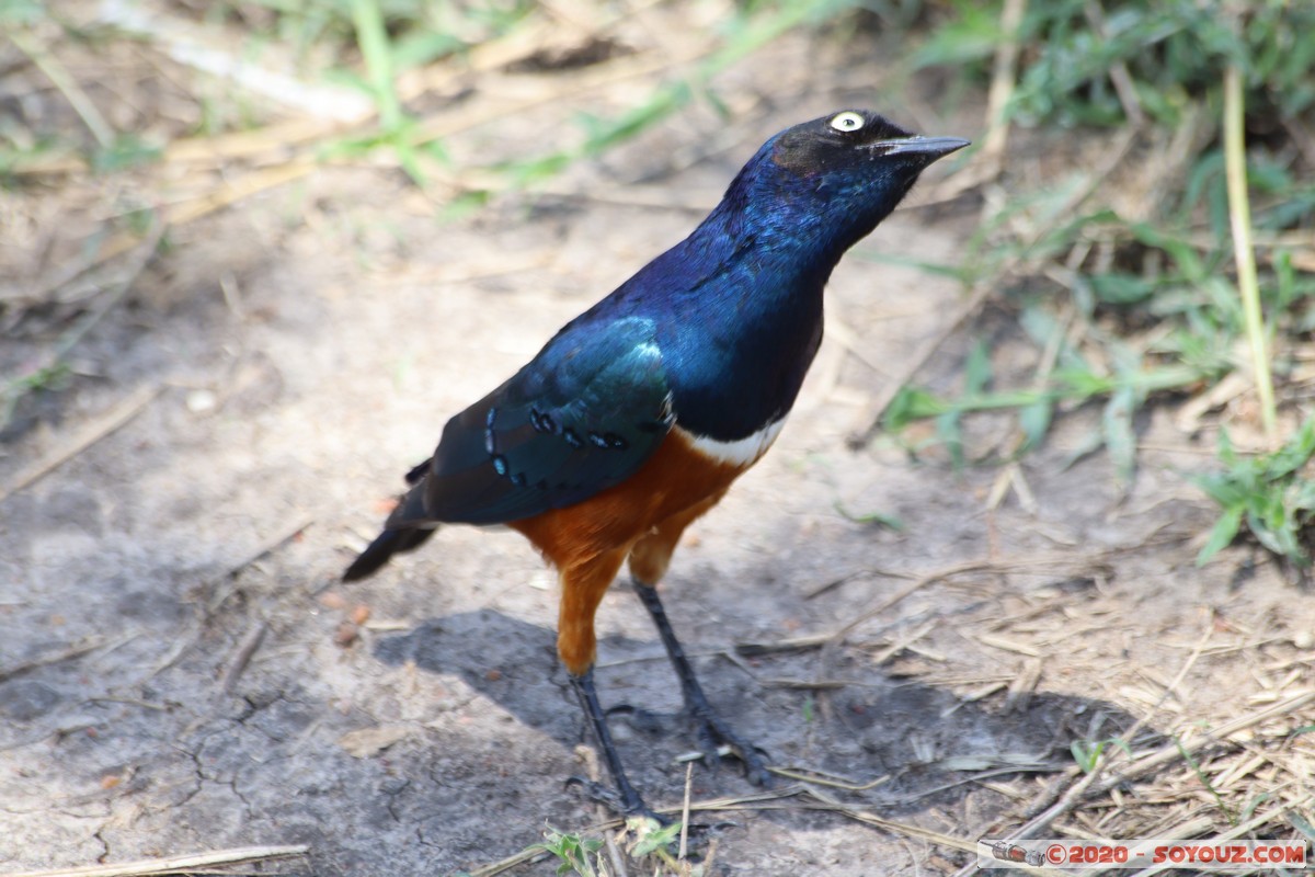 Masai Mara - Superb Starling Bird
Mots-clés: geo:lat=-1.51902173 geo:lon=35.03893405 geotagged KEN Kenya Narok Ol Kiombo Masai Mara Superb Starling Bird animals oiseau