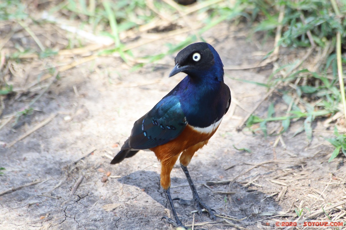 Masai Mara - Superb Starling Bird
Mots-clés: geo:lat=-1.51902173 geo:lon=35.03893405 geotagged KEN Kenya Narok Ol Kiombo Masai Mara Superb Starling Bird animals oiseau