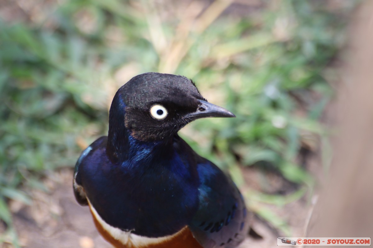 Masai Mara - Superb Starling Bird
Mots-clés: geo:lat=-1.51902173 geo:lon=35.03893405 geotagged KEN Kenya Narok Ol Kiombo Masai Mara Superb Starling Bird animals oiseau