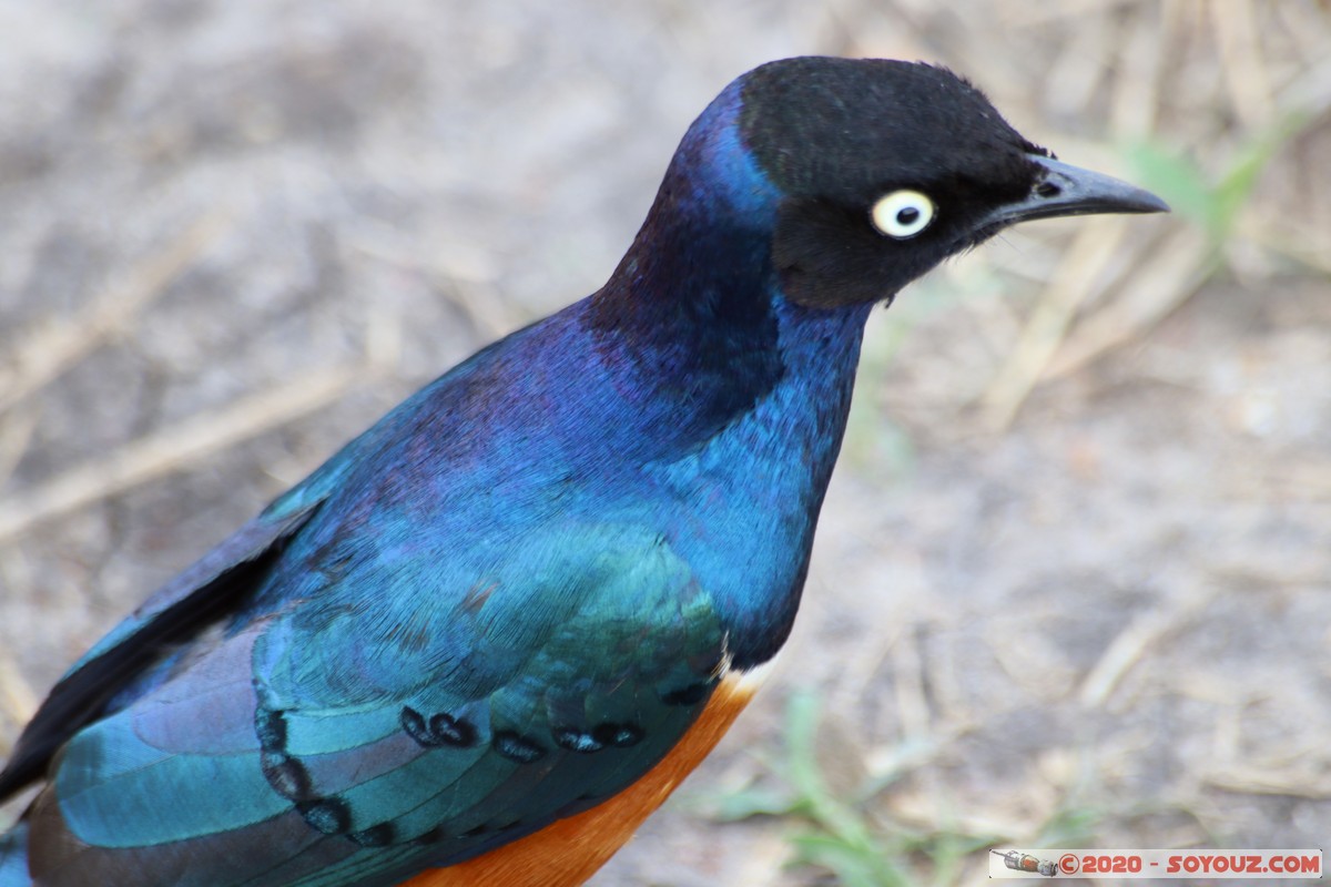 Masai Mara - Superb Starling Bird
Mots-clés: geo:lat=-1.51902173 geo:lon=35.03893405 geotagged KEN Kenya Narok Ol Kiombo Masai Mara Superb Starling Bird animals oiseau