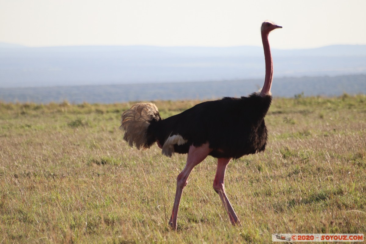 Masai Mara - Ostrich
Mots-clés: geo:lat=-1.52827540 geo:lon=35.29390227 geotagged Keekorok KEN Kenya Narok Masai Mara animals oiseau Autruche