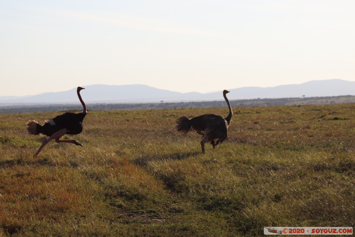 Masai Mara - Ostrich
Mots-clés: geo:lat=-1.52827540 geo:lon=35.29390227 geotagged Keekorok KEN Kenya Narok Masai Mara animals oiseau Autruche