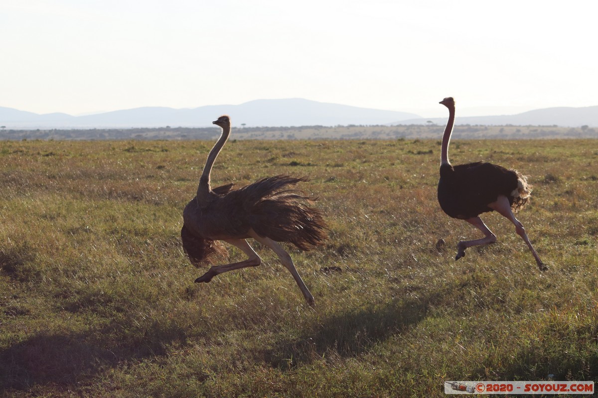 Masai Mara - Ostrich
Mots-clés: geo:lat=-1.52827540 geo:lon=35.29390227 geotagged Keekorok KEN Kenya Narok Masai Mara animals oiseau Autruche