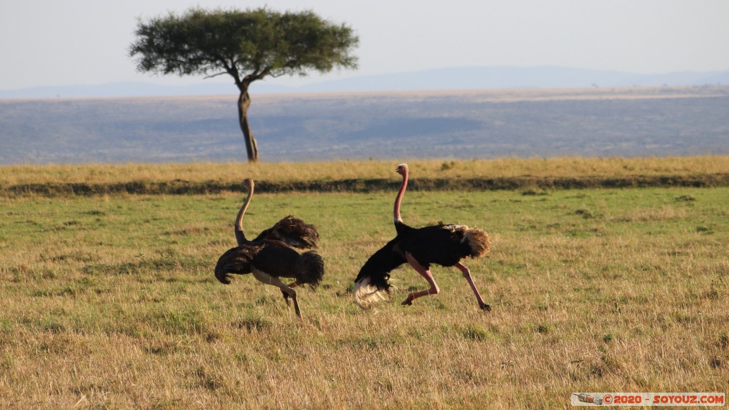 Masai Mara - Ostrich
Mots-clés: geo:lat=-1.52827540 geo:lon=35.29390227 geotagged Keekorok KEN Kenya Narok Masai Mara animals oiseau Autruche