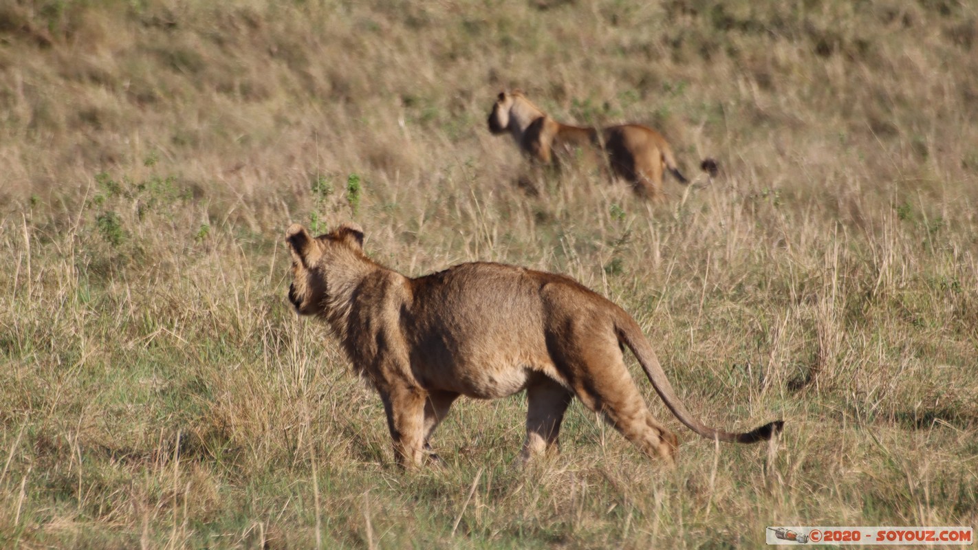 Masai Mara - Lion (Simba)
Mots-clés: geo:lat=-1.53187900 geo:lon=35.28392405 geotagged Keekorok KEN Kenya Narok Masai Mara animals Lion