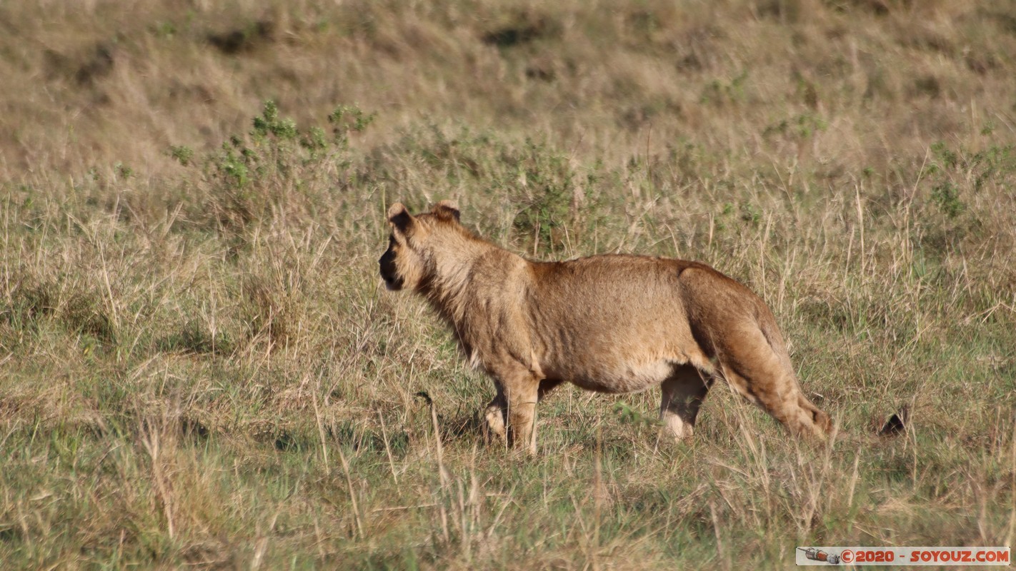 Masai Mara - Lion (Simba)
Mots-clés: geo:lat=-1.53187900 geo:lon=35.28392405 geotagged Keekorok KEN Kenya Narok Masai Mara animals Lion