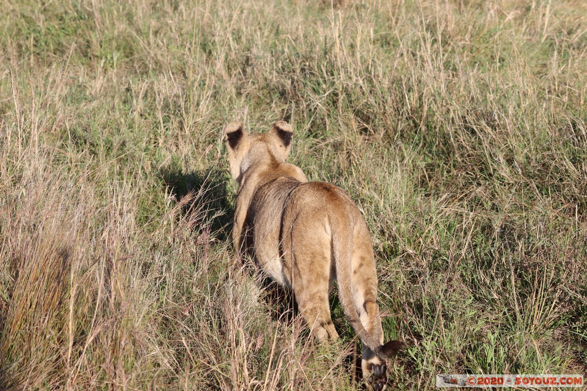 Masai Mara - Lion (Simba)
Mots-clés: geo:lat=-1.53187900 geo:lon=35.28392405 geotagged Keekorok KEN Kenya Narok Masai Mara animals Lion